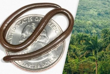 Біолог розповів про найкрихітнішу змію у світі, яка ховалася на видноті понад 100 років