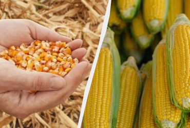 Лучший период, чтобы посеять кукурузу в 2025 году: не пропустите его