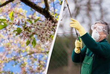 Садоводы очень хвалят это средство от монилиоза на вишне: лечит даже запущенные растения