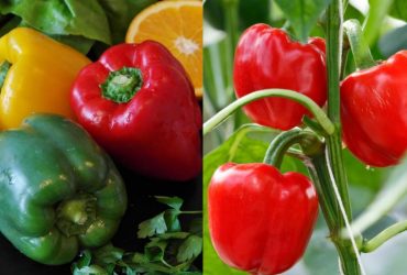 Болгарський перець буде солодким і соковитим як ніколи: ТОП-3 натуральних добрива