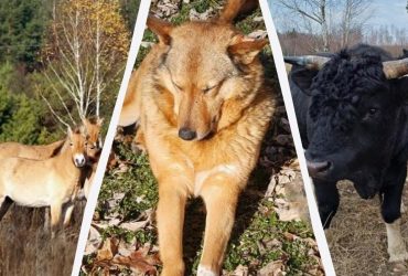 Чи є серед тварин у Чорнобильській зоні мутанти: відповідь експерта