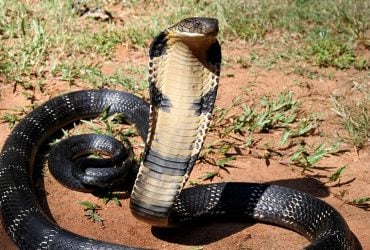 Небезпечний хижак і канібал: біолог розповів про найдовшу отруйну змію у світі