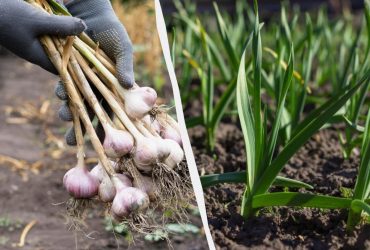 Что делать, если желтеет чеснок: надежные советы для дачников