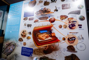 В Перу нашли 5000-летнее захоронение знатной женщины с инкрустированным клювом птицы