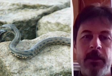 Змії на Київщині: фахівець розповів, чи небезпечні вони та коли зменшиться їхня активність