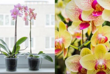 Орхідеї радуватимуть квітами 20 років: як поливати, обрізати і пересаджувати