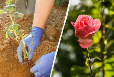 Коли краще садити троянди навесні: ці дві прикмети ніколи не підведуть