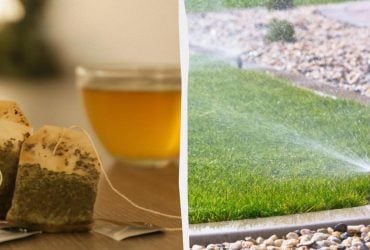 Як використані чайні пакетики дадуть нове життя газону: корисні лайфхаки від садівників