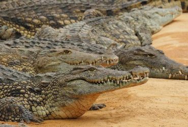 У Карибському басейні вчені виявили два нових види крокодилів, які скоро можуть зникнути