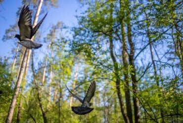 1 травня в Україні буде тепло, але є неприємний нюанс (карта)