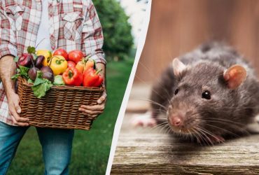 Крысы даже не зайдут на участок, если посадить эти 7 растений