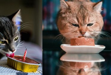 Почему ваш кот хочет есть рядом с вами: ветеринар назвала очень милую причину