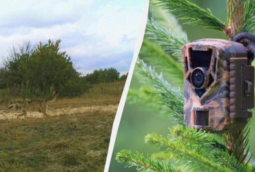 Фотопастка Чорнобильського заповідника впіймала справжніх майстрів маскування