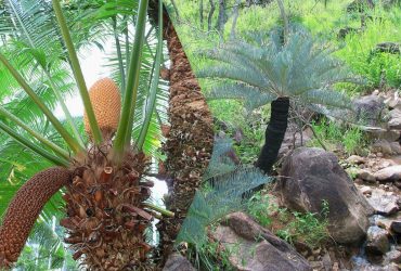 Является ровесником динозавров: биолог рассказал о самом одиноком растении в мире