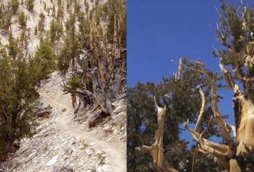 Появилось еще до строительства пирамид: биолог рассказал о самом старом дереве в мире