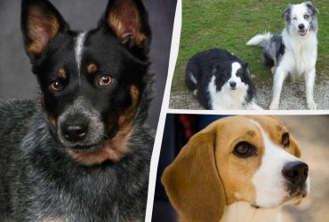 Здоровые и сильные: ветеринар назвала 5 пород собак, которые почти не болеют