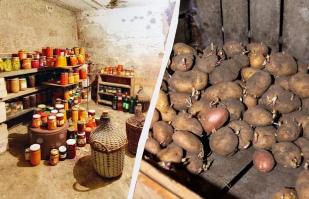 Не можна спускатися в льох без сірника, якщо там зберігається картопля: ось чому