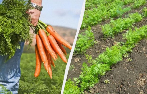 Урожай моркови соберете ведрами даже в засушливое лето: вот что нужно сделать
