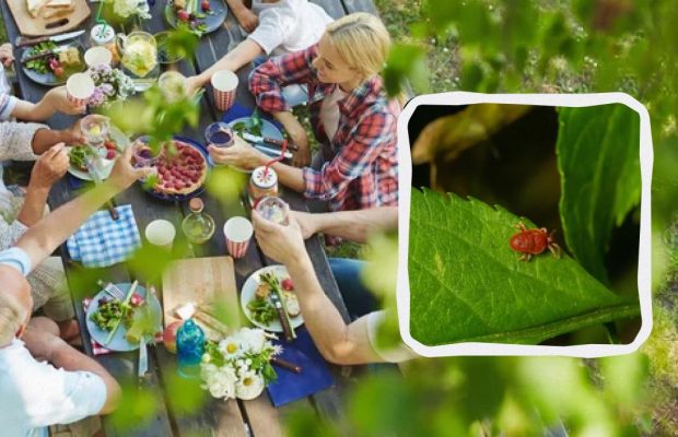 Потрібно зробити це - і кліщі не зможуть вкусити: геніально простий метод захисту