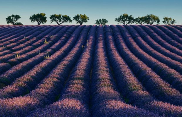Где самые красивые лавандовые поля в мире: Lonely Planet назвал места