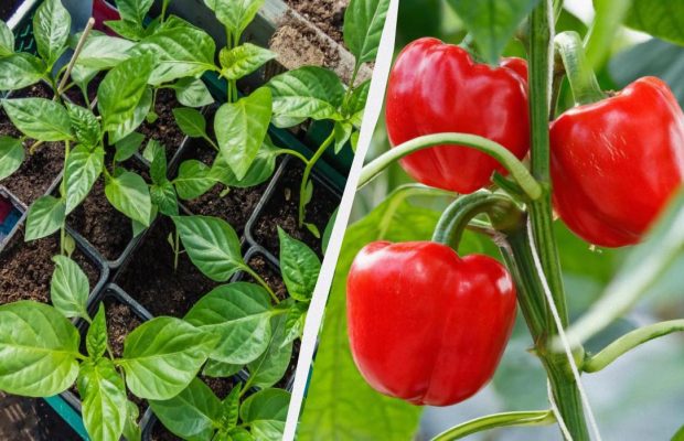 Перец будет крупным и мясистым: что добавить в лунку при посадке