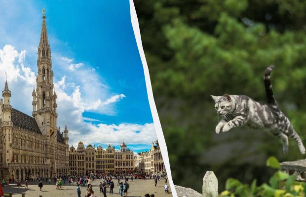 Греція на останньому місці: названо країни Європи, де кішкам живеться найкраще