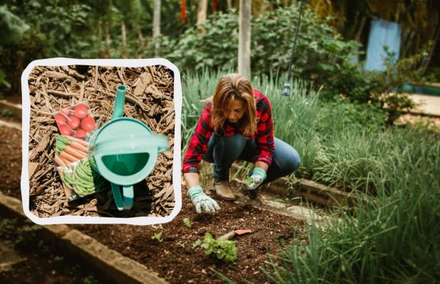 Точный посевной календарь на май 2025: что обязательно нужно сделать на участке