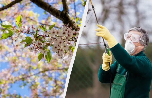 Садоводы очень хвалят это средство от монилиоза на вишне: лечит даже запущенные растения