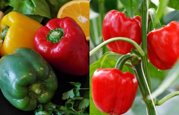 Болгарский перец будет сладким и сочным как никогда: ТОП-3 натуральных удобрения