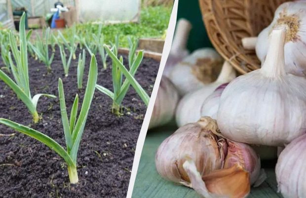 Чеснок быстро вырастет крупным и не пожелтеет до августа: вот чем полить его в апреле-мае