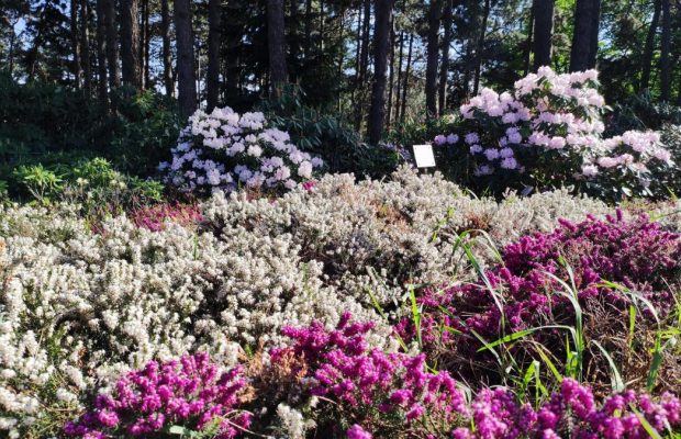 12 растений, которые раз и навсегда избавят сад от сорняков