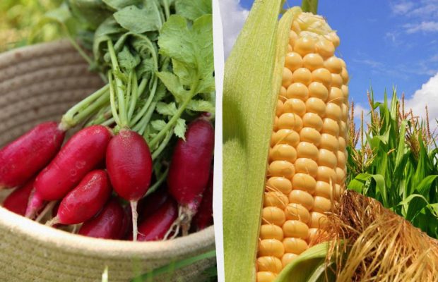 8 растений, которые могут испортить урожай редиса: садоводы рекомендуют их избегать