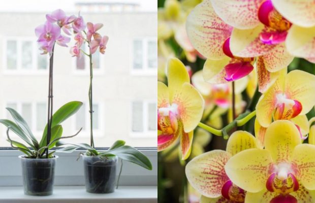 Орхидеи будут радовать цветами 20 лет: как поливать, обрезать и пересаживать