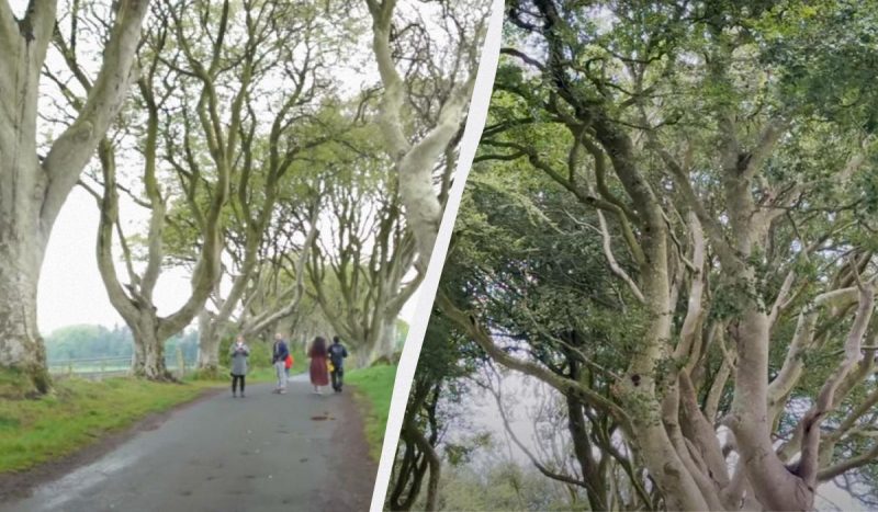 Деревья в Dark Hedges подходят к концу своего жизненного цикла / коллаж УНИАН, фото скриншот с видео Деревья в Dark Hedges подходят к концу своего жизненного цикла / коллаж УНИАН, фото скриншот с видео