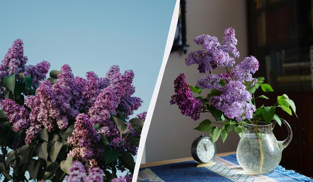 Можно ли ломать кусты сирени / коллаж УНИАН, фото pexels Можно ли ломать кусты сирени / коллаж УНИАН, фото pexels