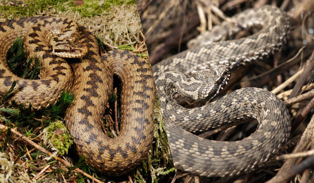 The Ministry of Health was told where poisonous snakes reside/UNIAN collage, photo - wikimedia.org/benny trapp, wikimedia.org/chasovskikh The Ministry of Health was told where poisonous snakes reside/UNIAN collage, photo - wikimedia.org/benny trapp, wikimedia.org/chasovskikh