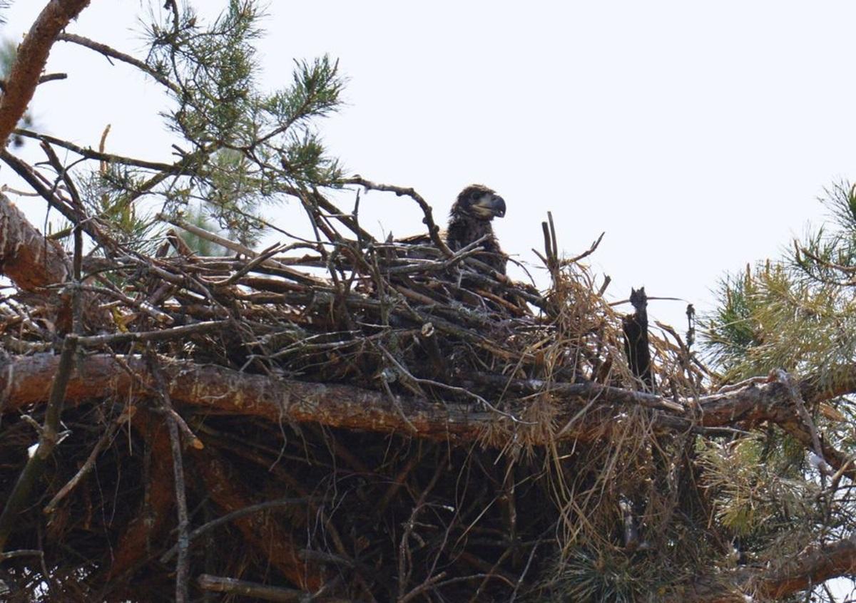 На гнезде находилась самка с одним птенцом / фото - facebook.com/zapovidnyk2018 На гнезде находилась самка с одним птенцом / фото - facebook.com/zapovidnyk2018