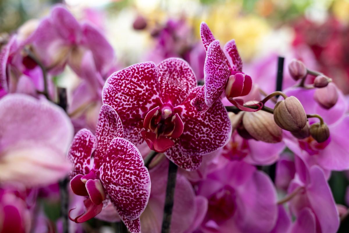 фото ua.depositphotos.com фото ua.depositphotos.com