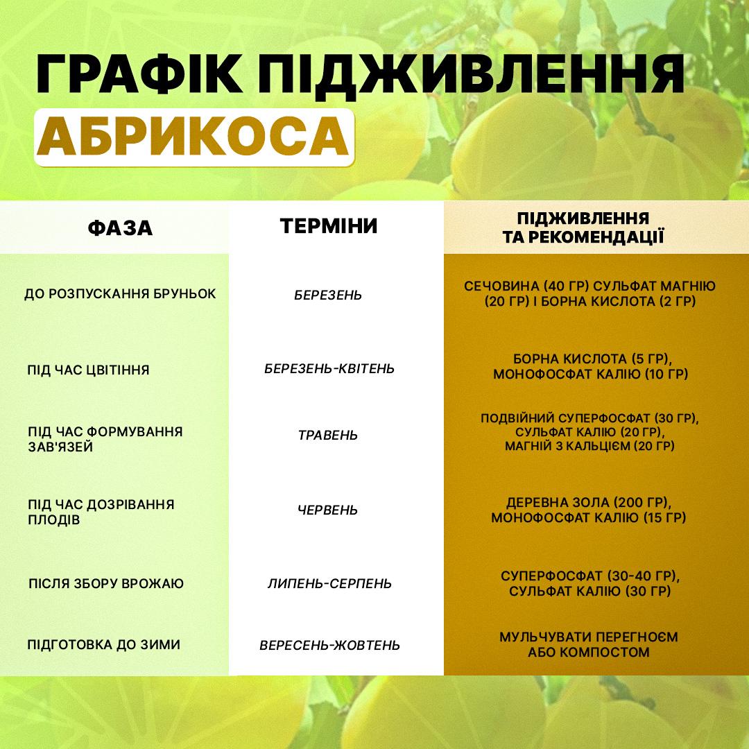 Абрикос не осиплеться, а врожай буде як на півдні: ось чим удобрювати дерево - графік Абрикос не осиплеться, а врожай буде як на півдні: ось чим удобрювати дерево - графік
