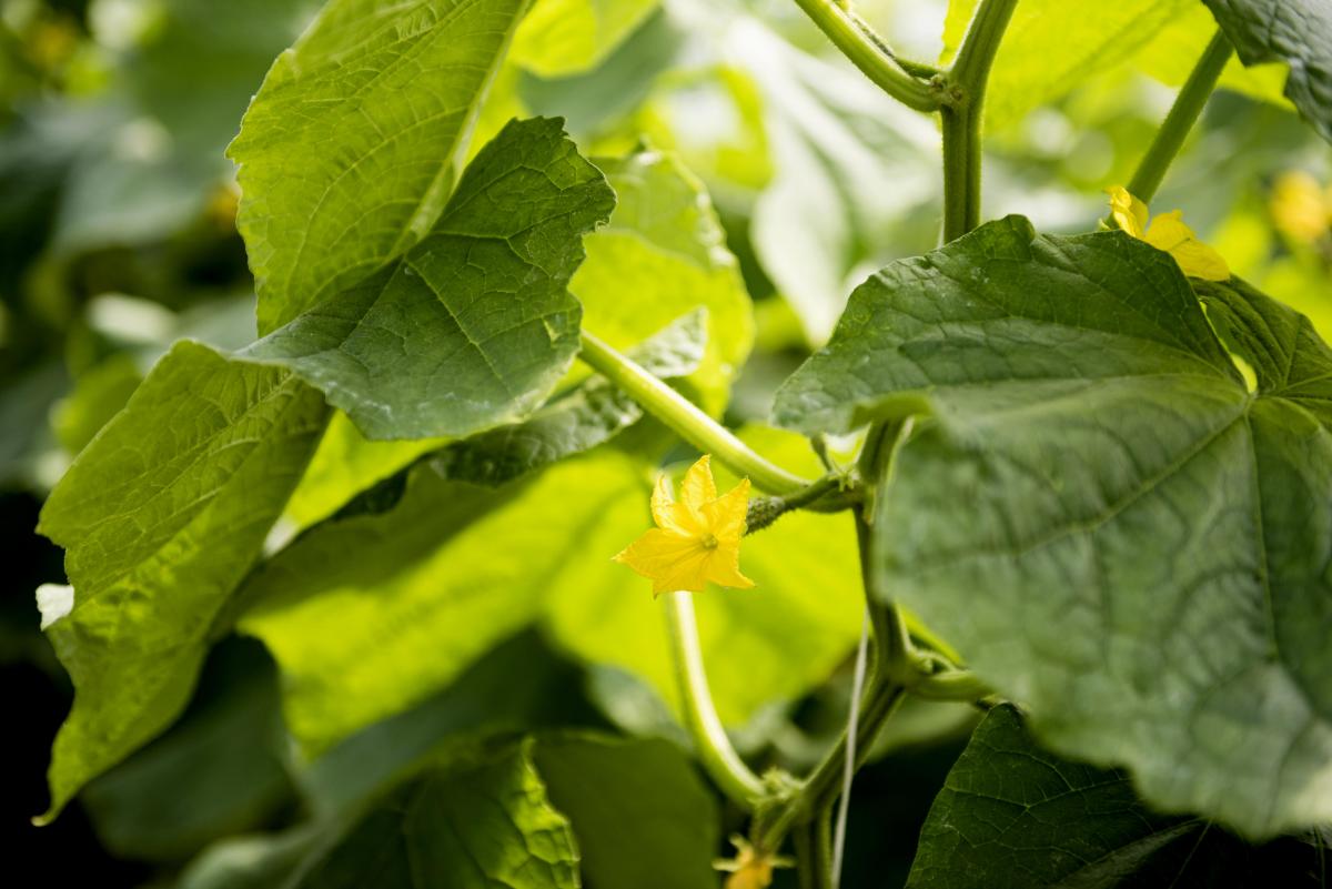 Урожай будете собирать ведрами: названо лучшее время для посадки огурцов