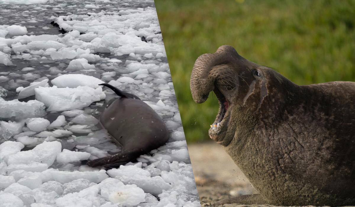 These interesting animals about 80% of their lives spend in the water / collage of UNIAN, photo - screenshot, Unsplash These interesting animals about 80% of their lives spend in the water / collage of UNIAN, photo - screenshot, Unsplash