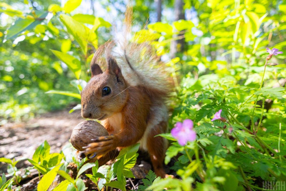 4 серпня в Києві буде сухо і дуже тепло / фото УНІАН