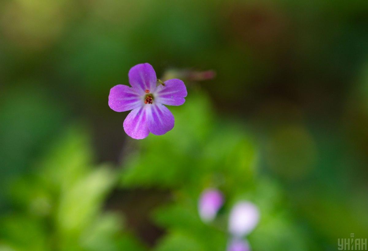 В останній день весни і перший день літа в Україні очікується тепла погода / фото УНІАН В останній день весни і перший день літа в Україні очікується тепла погода / фото УНІАН