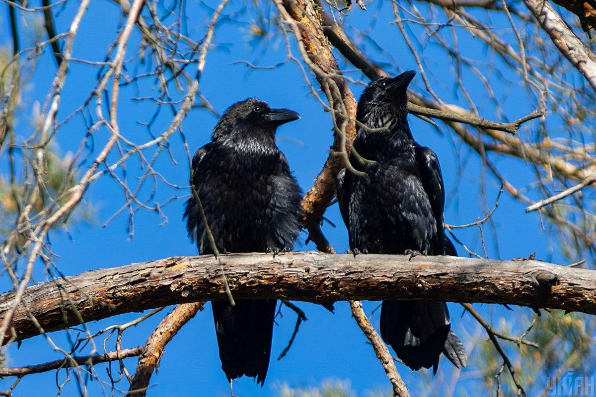 Днем до +13: синоптик сообщила, где в понедельник в Украине будет теплее всего