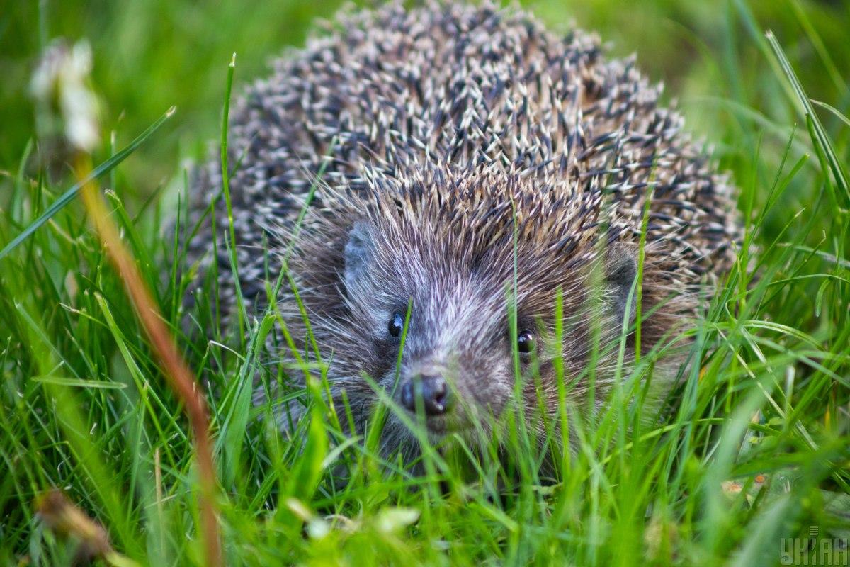 Яке сьогодні свято / фото УНІАН Яке сьогодні свято / фото УНІАН