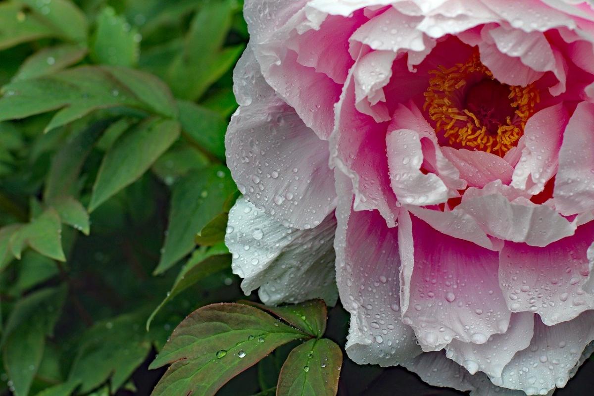 Украину ненадолго охватят осадки / фото Pixabay Украину ненадолго охватят осадки / фото Pixabay