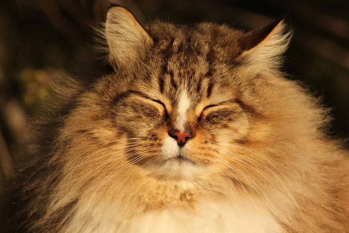 Одфото Pixabay Одфото Pixabay