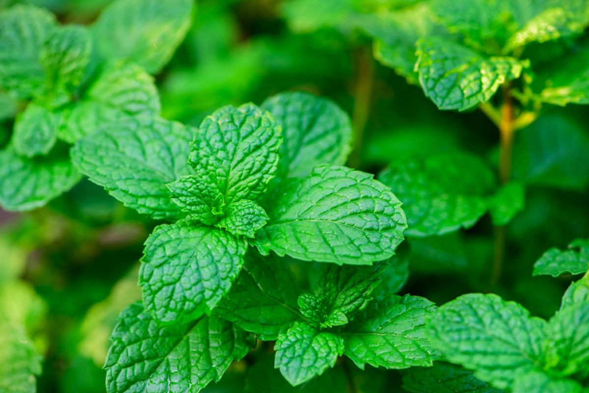 какие растения нельзя сажать во дворе