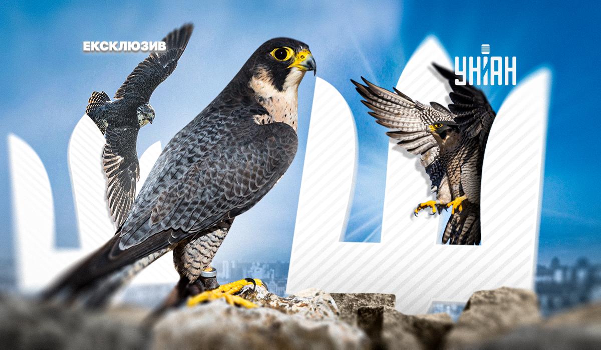 Сапсани в Україні не вимирають, поділився орнітолог / колаж УНІАН Сапсани в Україні не вимирають, поділився орнітолог / колаж УНІАН