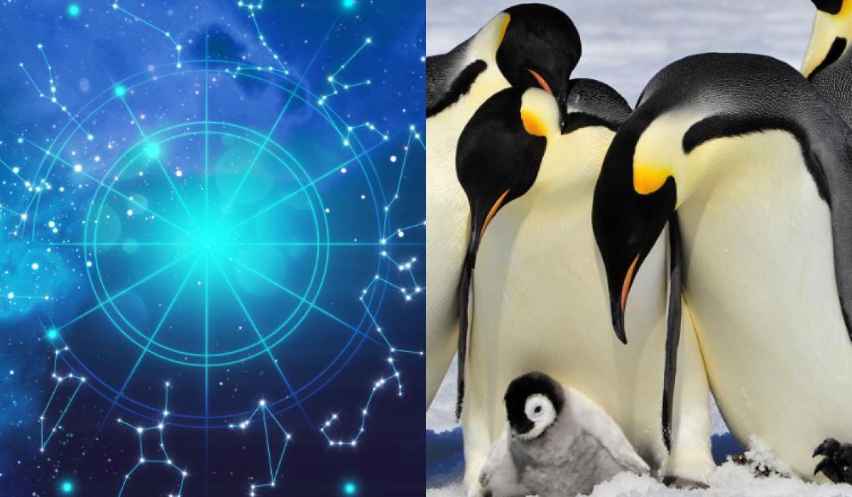 Узнайте, какй вы пингвин по знаку Зодиака / коллаж УНИАН, фото ua.depositphotos.com Узнайте, какй вы пингвин по знаку Зодиака / коллаж УНИАН, фото ua.depositphotos.com